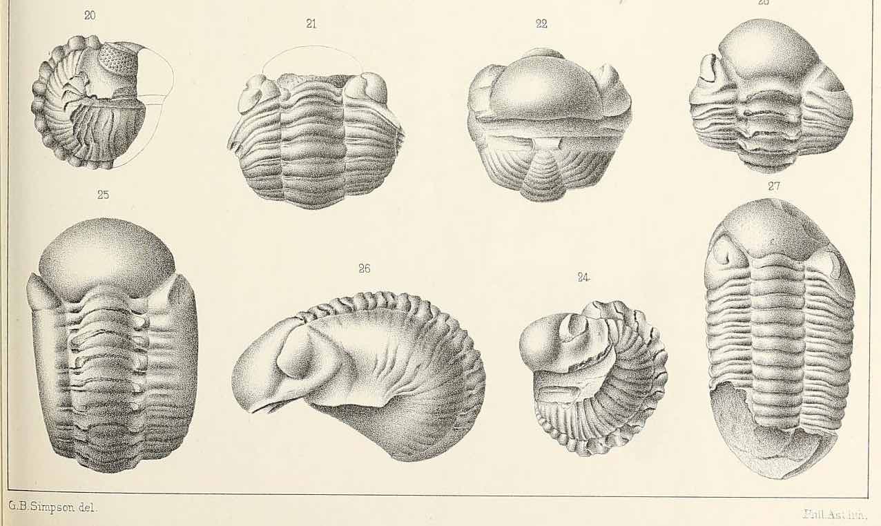 Phacopida (&ldquo;lens-face&rdquo;) is an order of trilobite that originated from the Late Cambrian Period. Photo courtesy of Biodiversity Heritage Library.