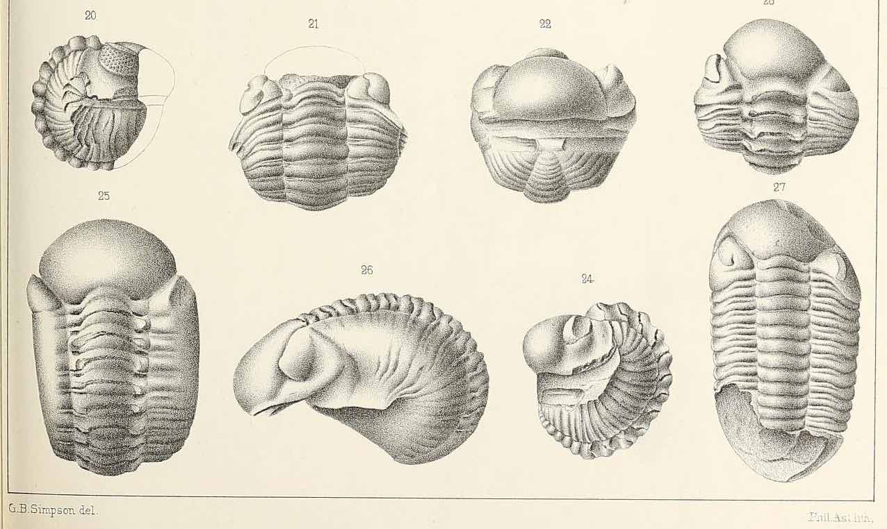 Phacopida (“lens-face”) is an order of trilobite that originated from the Late Cambrian Period. Photo courtesy of Biodiversity Heritage Library.