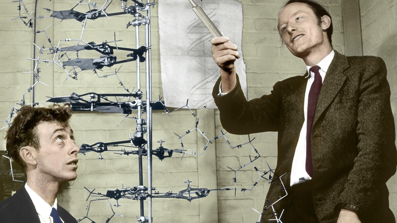 James Watson (left) and Francis Crick with their DNA model. (source)